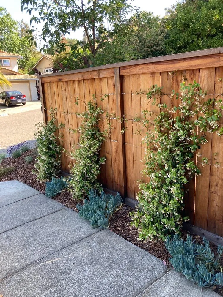 Expert lawn care service in Petaluma, CA by Integral Landscapes