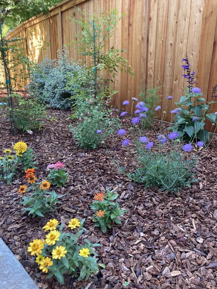 Reliable yard maintenance in Petaluma, CA - Integral Landscapes