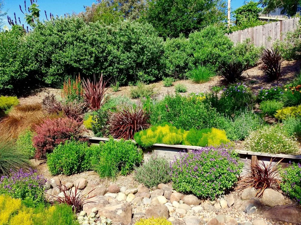 Top-rated yard maintenance in Petaluma, CA by Integral Landscapes