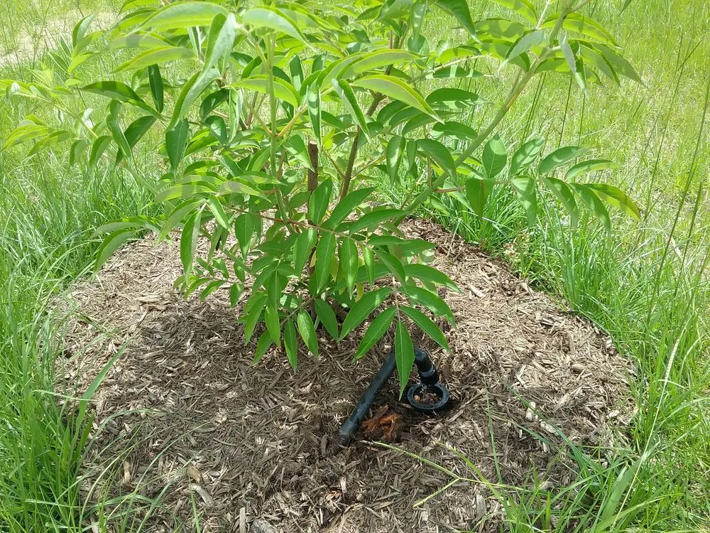 Affordable landscape design in Austin, TX by Integrated Ecosystem Technologies