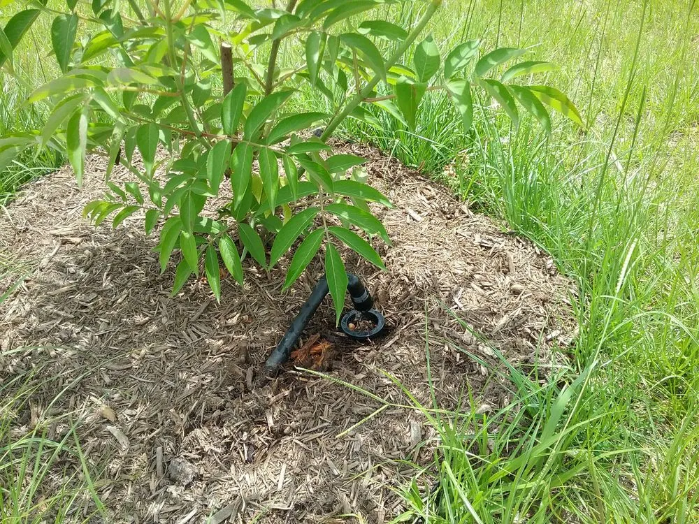 Professional residential landscaping for outdoor upgrades across Austin, TX - Integrated Ecosystem Technologies