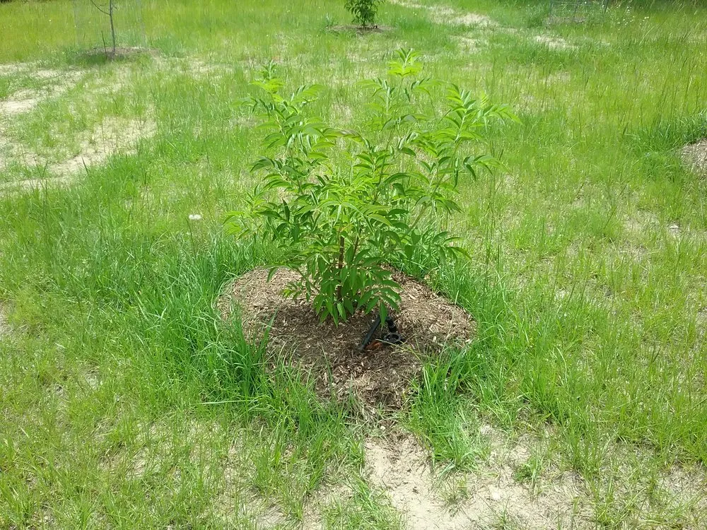 Professional lawn mowing service experts serving Austin, TX - Integrated Ecosystem Technologies