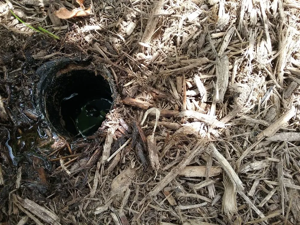 Top-rated landscape installation in Austin, TX by Integrated Ecosystem Technologies