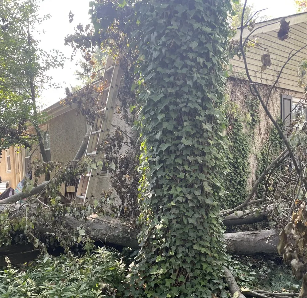 Professional yard maintenance near you across Langhorne, PA - Integrity Hauling and Construction