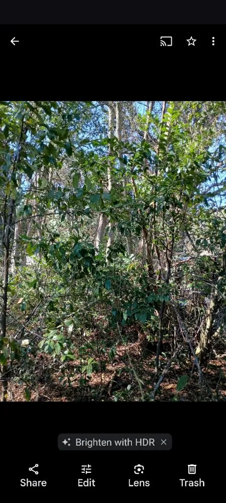 Top-rated landscaping services in Nichols, SC - Integrity Land Enhancement