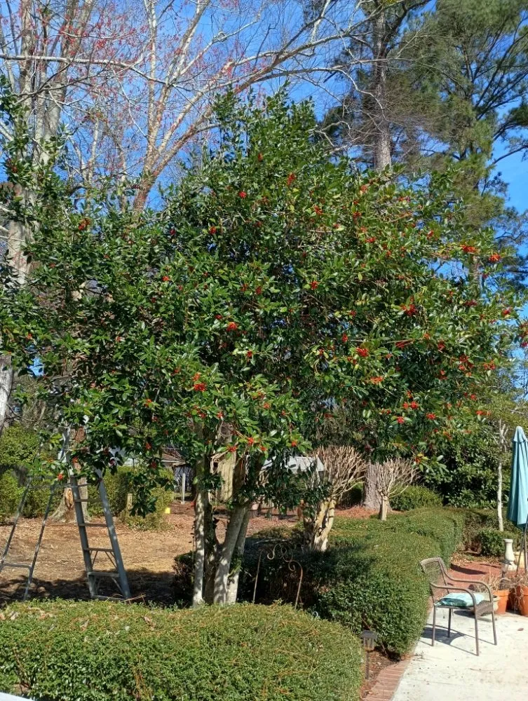 Trusted landscape design experts serving Nichols, SC - Integrity Land Enhancement