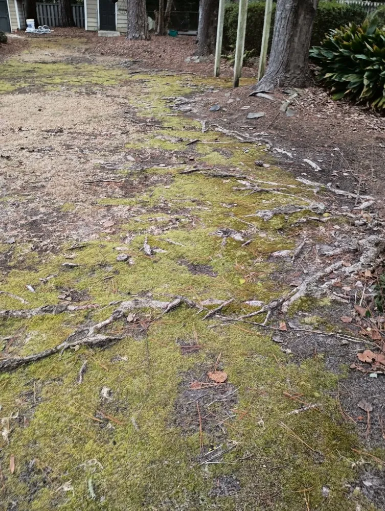 Custom yard maintenance experts serving Nichols, SC - Integrity Land Enhancement