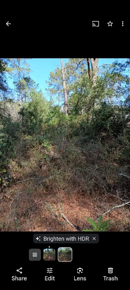 Custom landscaping services for year-round maintenance in Nichols, SC by Integrity Land Enhancement