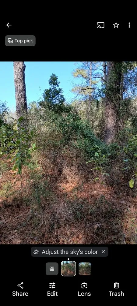 Trusted yard maintenance experts serving Nichols, SC - Integrity Land Enhancement