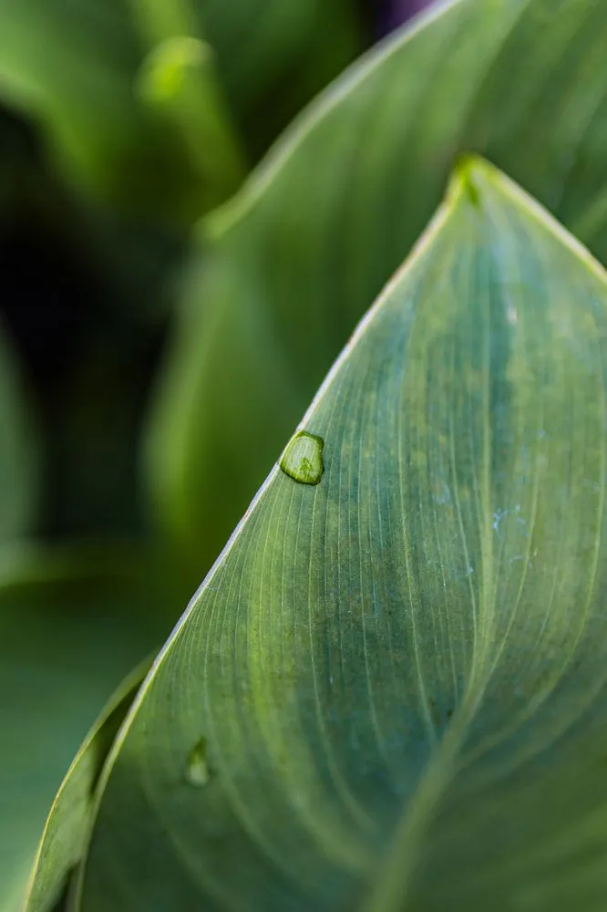 Custom lawn care service in Lebanon, PA by Integrity Land Works