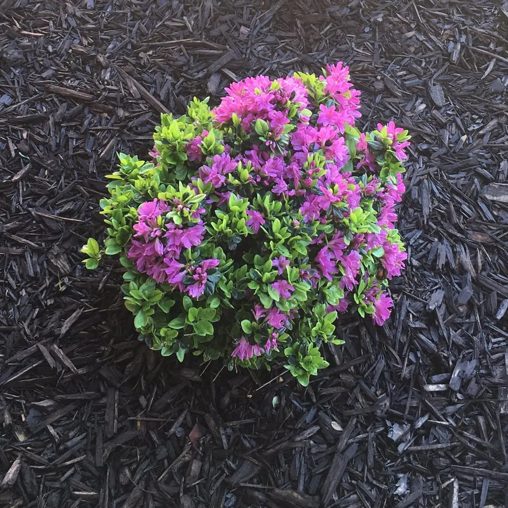 Trusted lawn care service in Stockbridge, GA by Integrity Landscape Management