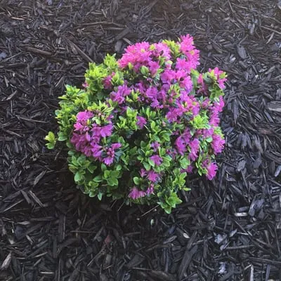 Integrity Landscape Management