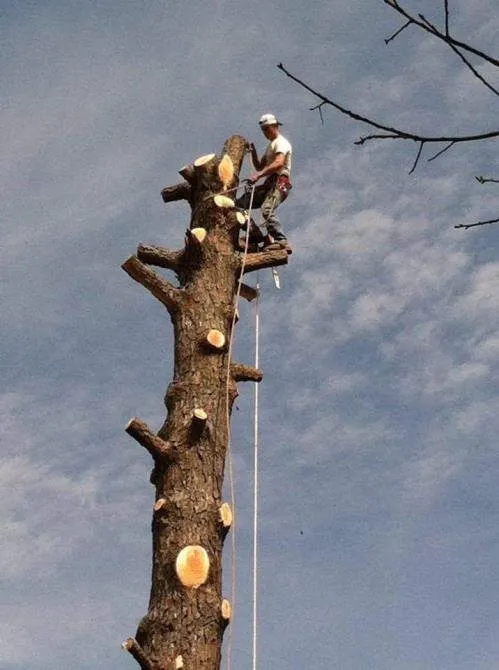 Reliable landscape design in Imboden, AR - Integrity Landscaping & Tree Service
