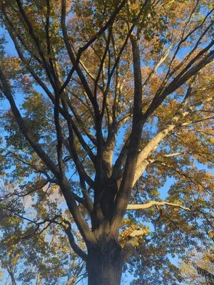 Integrity Lawn & Tree Logo