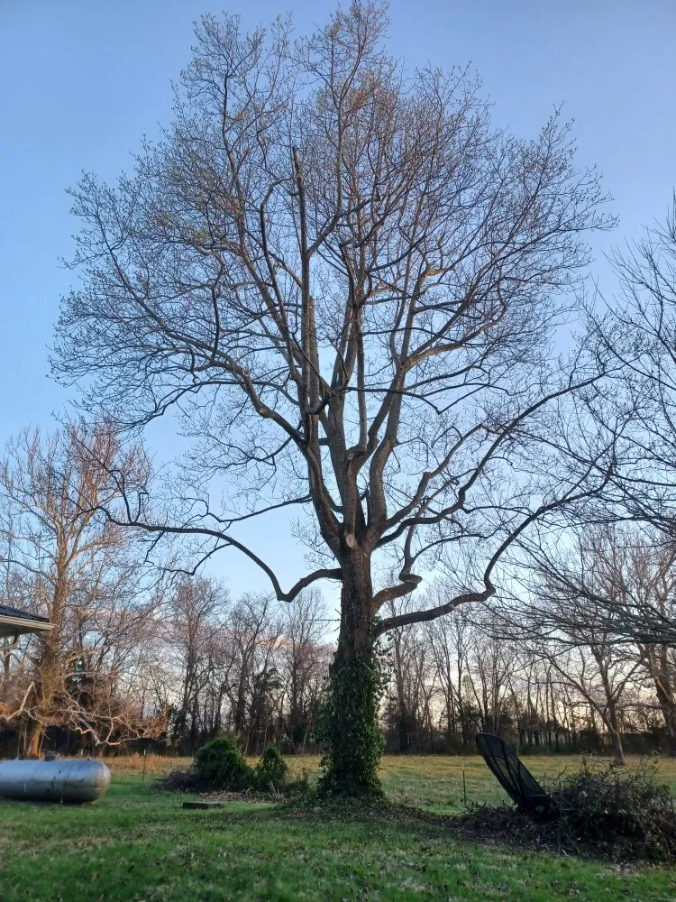 Trusted yard maintenance in Lowry City, MO by Integrity Lawn and Tree