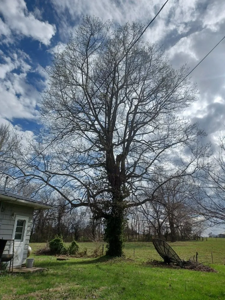 Local lawn care service in Lowry City, MO - Integrity Lawn and Tree
