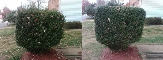 Local residential landscaping in Virginia Beach, VA by Integrity Lawn Maintenance