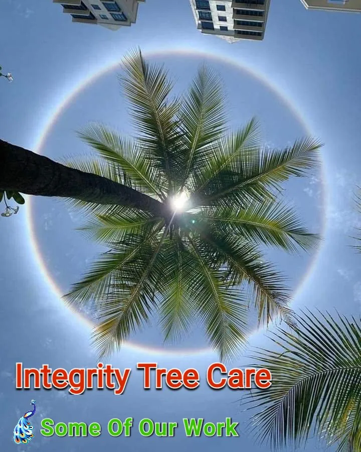 Reliable yard maintenance with custom design in Clearwater, FL by Integrity Tree Care