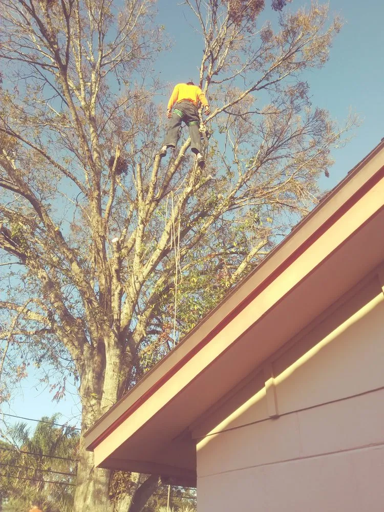 Local lawn mowing service in Clearwater, FL by Integrity Tree Care