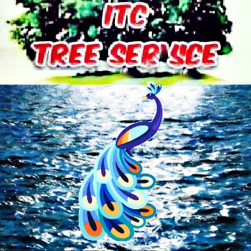 Professional yard maintenance for beautiful yards in Clearwater, FL by Integrity Tree Care