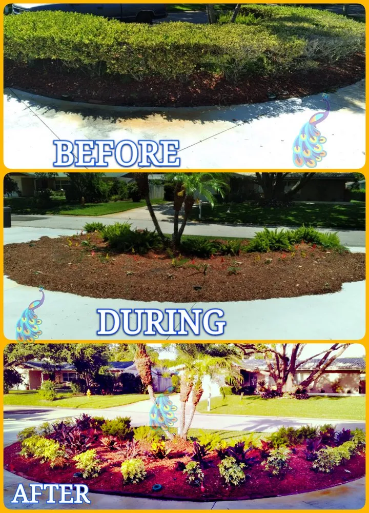 Top-rated yard cleanup service in Clearwater, FL by Integrity Tree Care