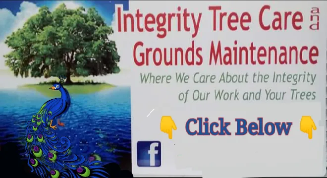 Expert lawn mowing service experts serving Clearwater, FL - Integrity Tree Care
