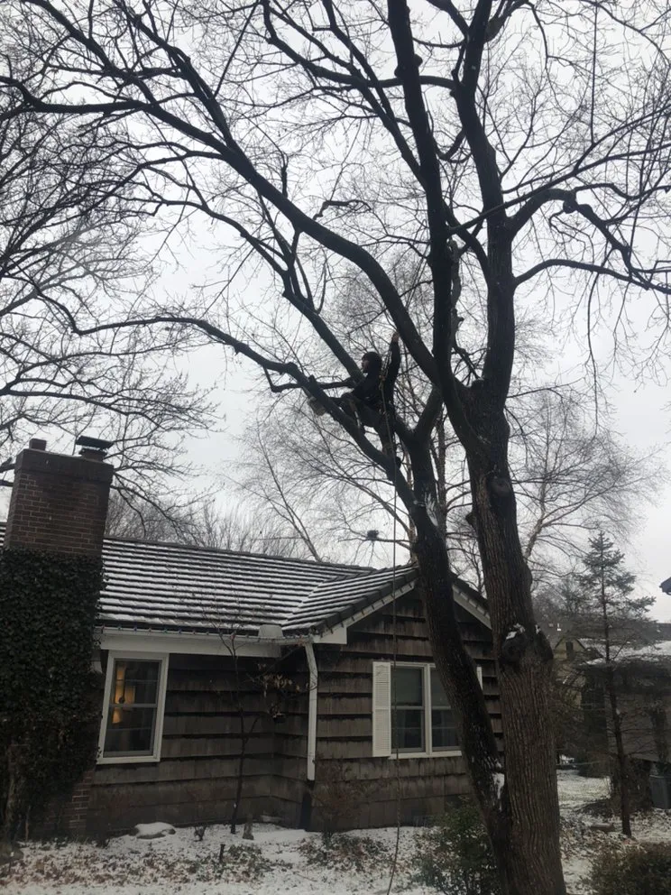 Expert landscape installation with custom design across Raymore, MO - Integrity Tree care