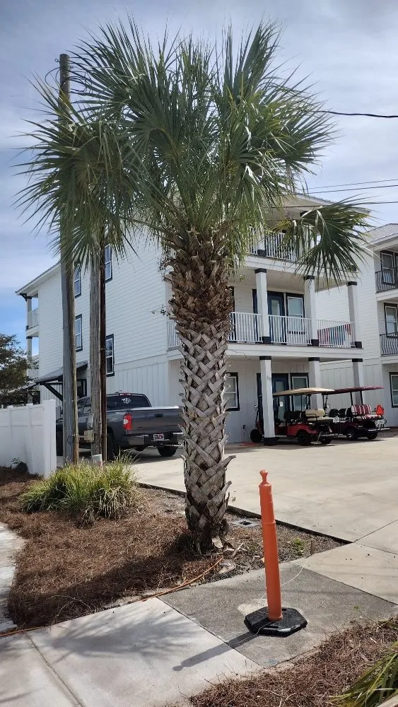 Expert yard maintenance for homes in Orange Beach, AL by Intelligent Solutions Landscaping and Handyman