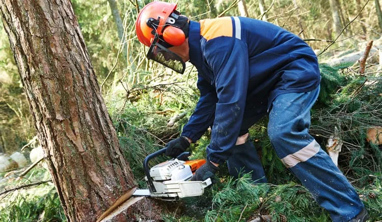 Top-rated yard maintenance for year-round maintenance across Bowling Green, OH - Intelligent Tree and Lawn Care Service