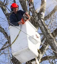 Reliable landscaping services experts serving Bowling Green, OH - Intelligent Tree and Lawn Care Service