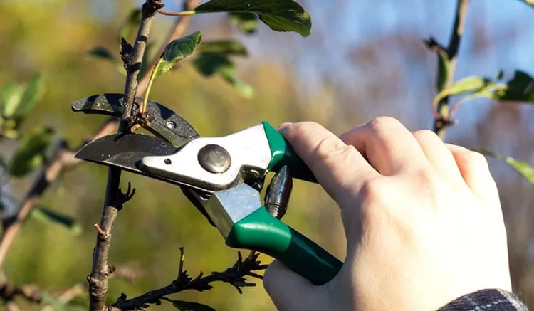 Reliable landscape installation experts serving Bowling Green, OH - Intelligent Tree and Lawn Care Service