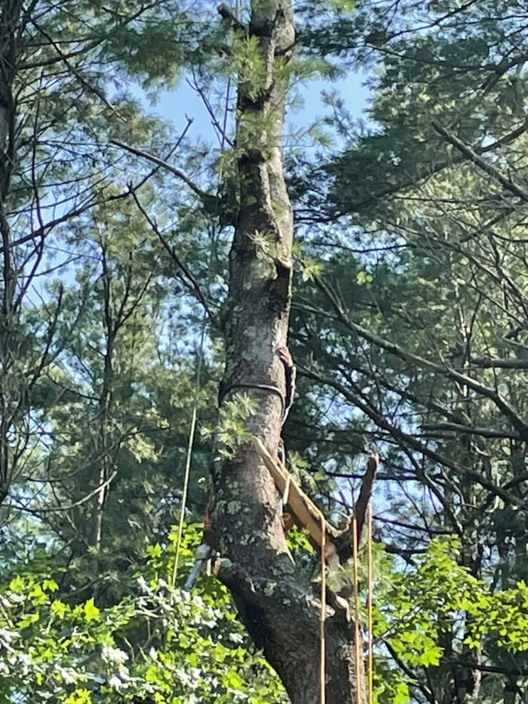 Custom yard cleanup service in Lynn, MA by Inter Landscaping & Construction