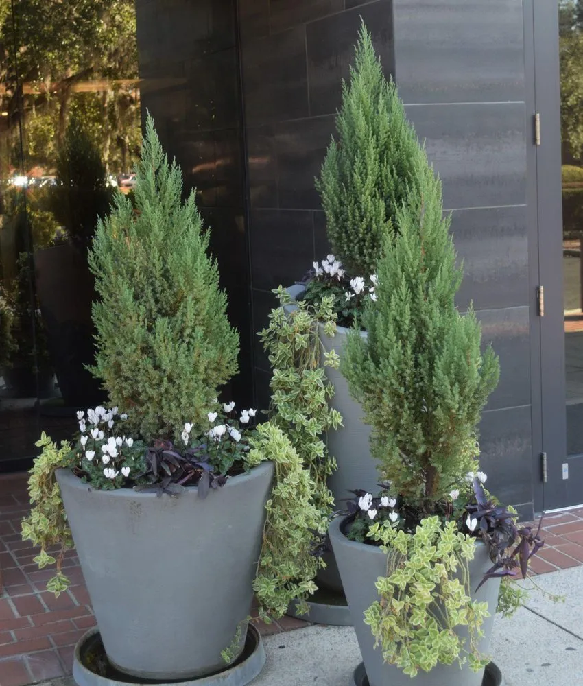 Professional landscaping services near you across Greenville, SC - Interior Plantscapes