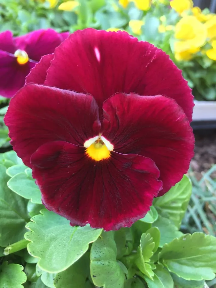 Trusted garden landscaping for residential properties in Laurel, MD by Interior Plantscapes