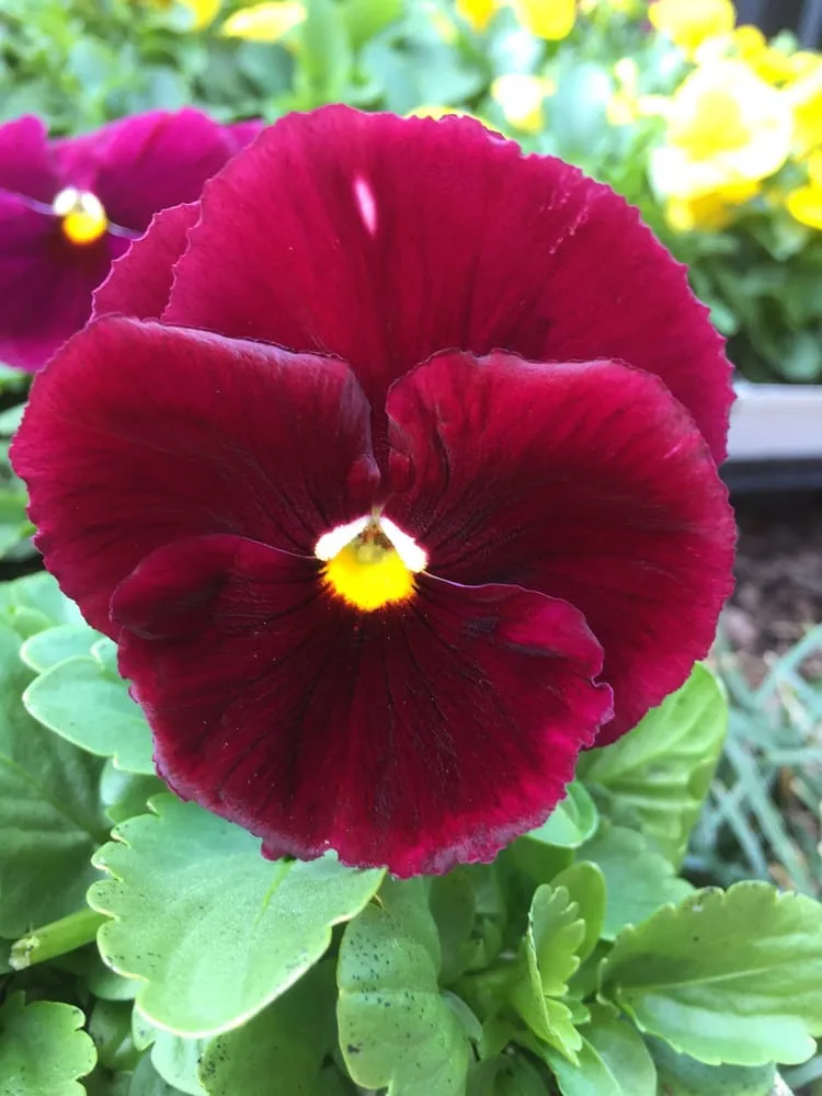 Expert residential landscaping experts serving Laurel, MD - Interior Plantscapes