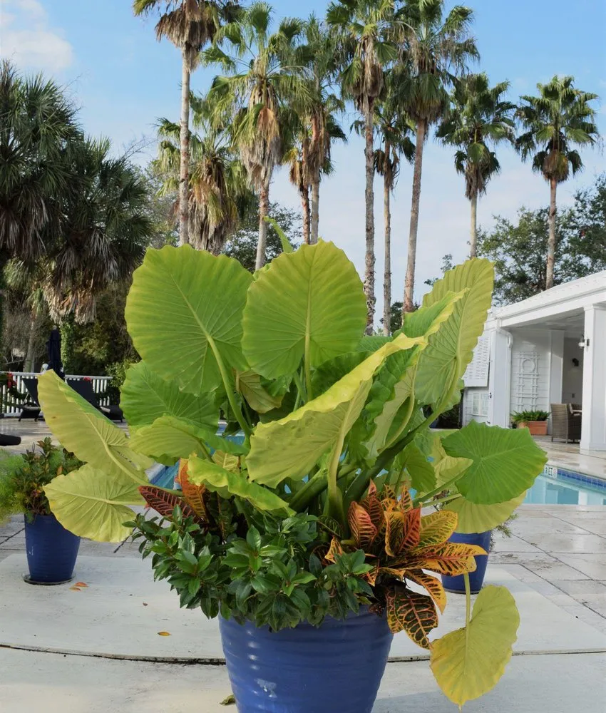 Custom landscape design for beautiful yards in North Charleston, SC by Interior Plantscapes