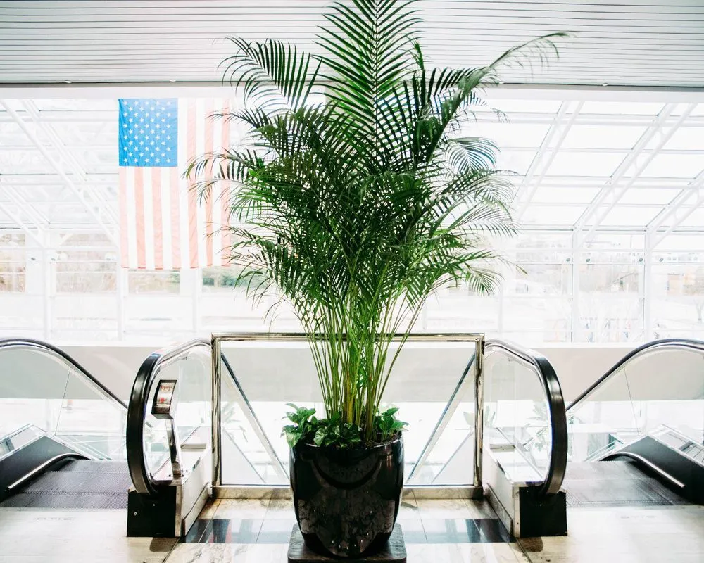 Custom yard maintenance in West Columbia, SC - Interior Plantscapes