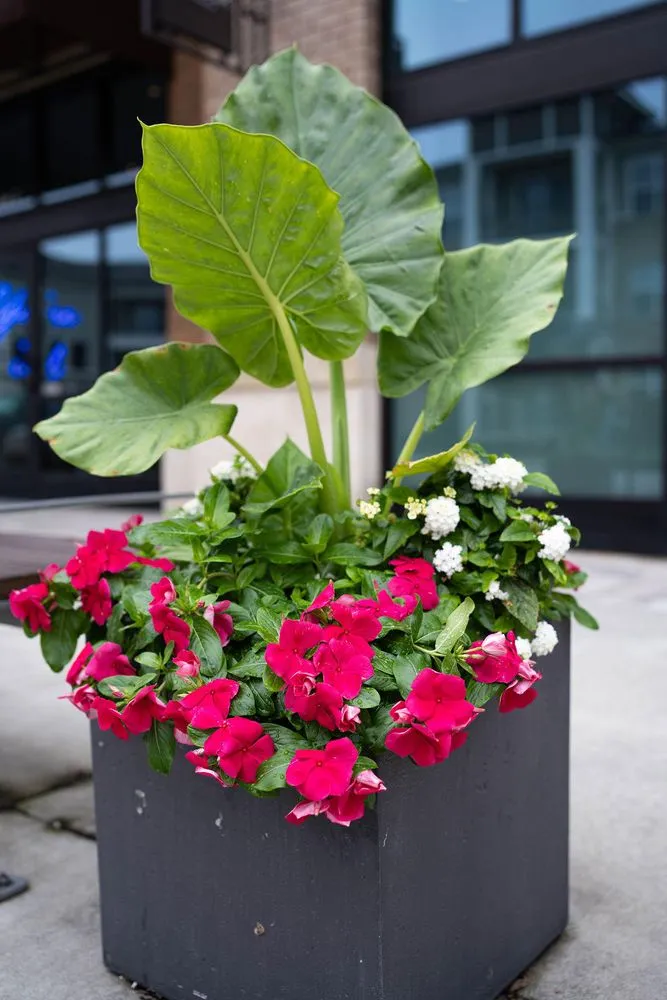 Affordable landscape design near you across West Columbia, SC - Interior Plantscapes