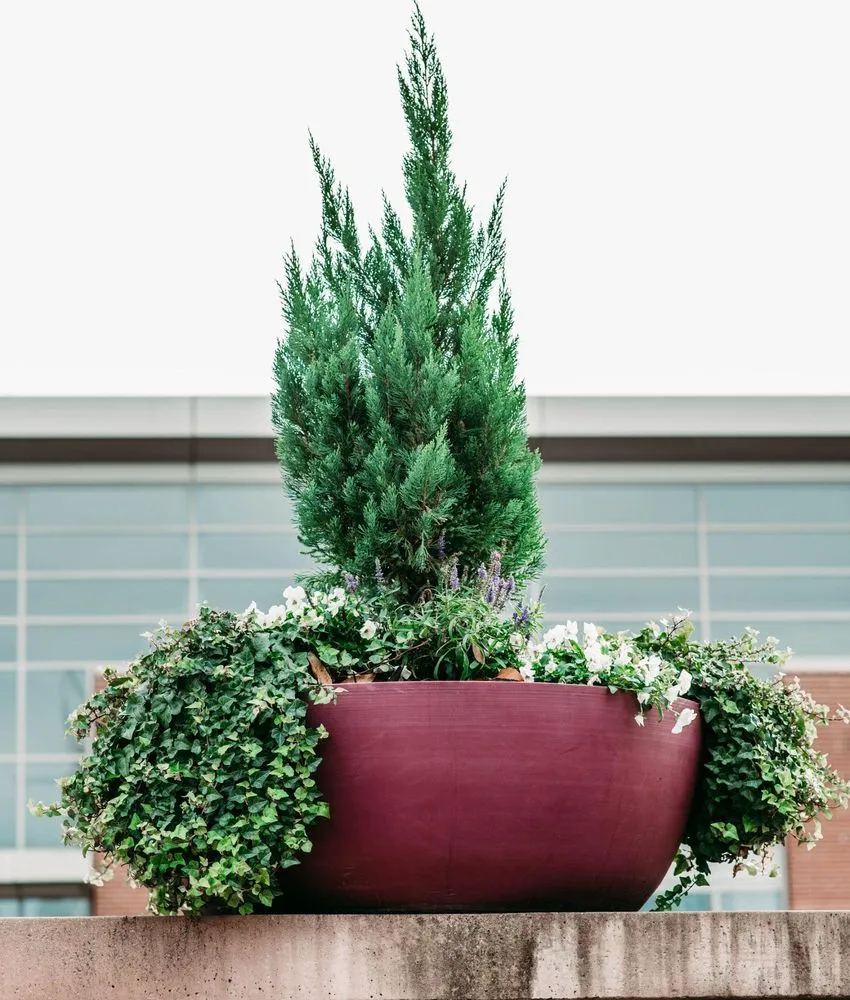 Top-rated landscaping services in West Columbia, SC - Interior Plantscapes