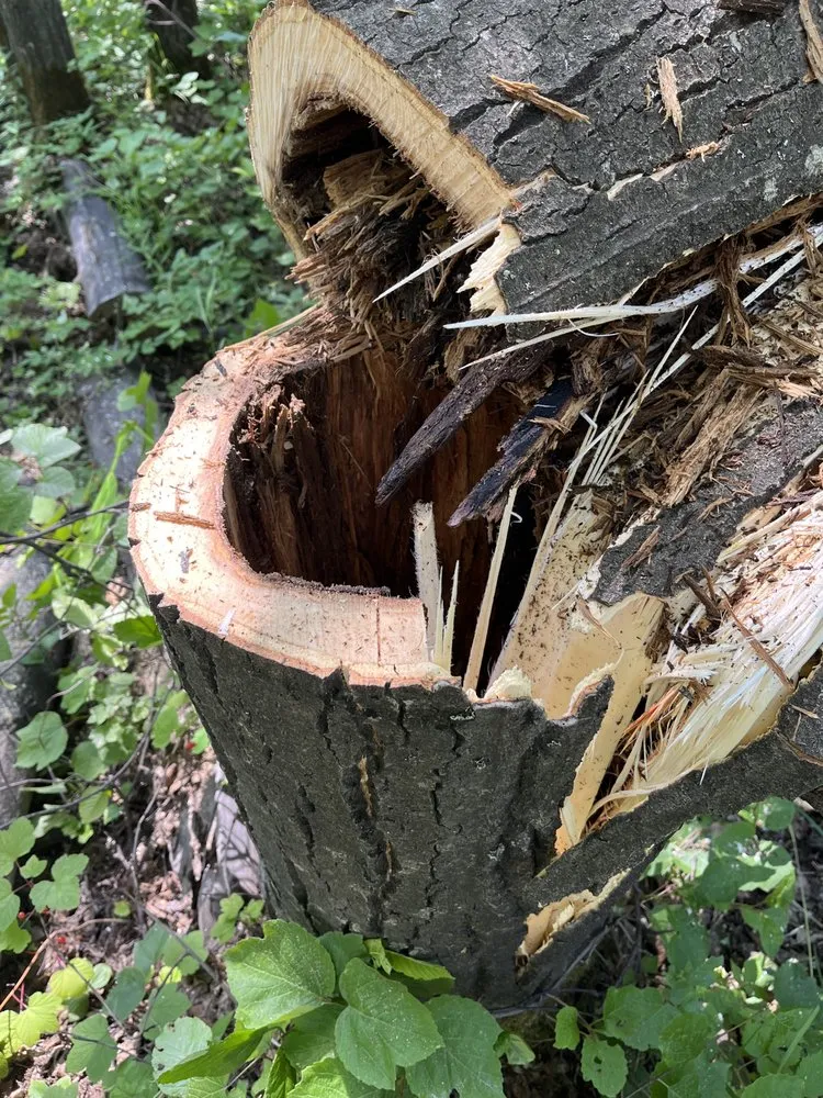 Reliable residential landscaping in Fairbanks, AK by Interior Tree And Landscaping