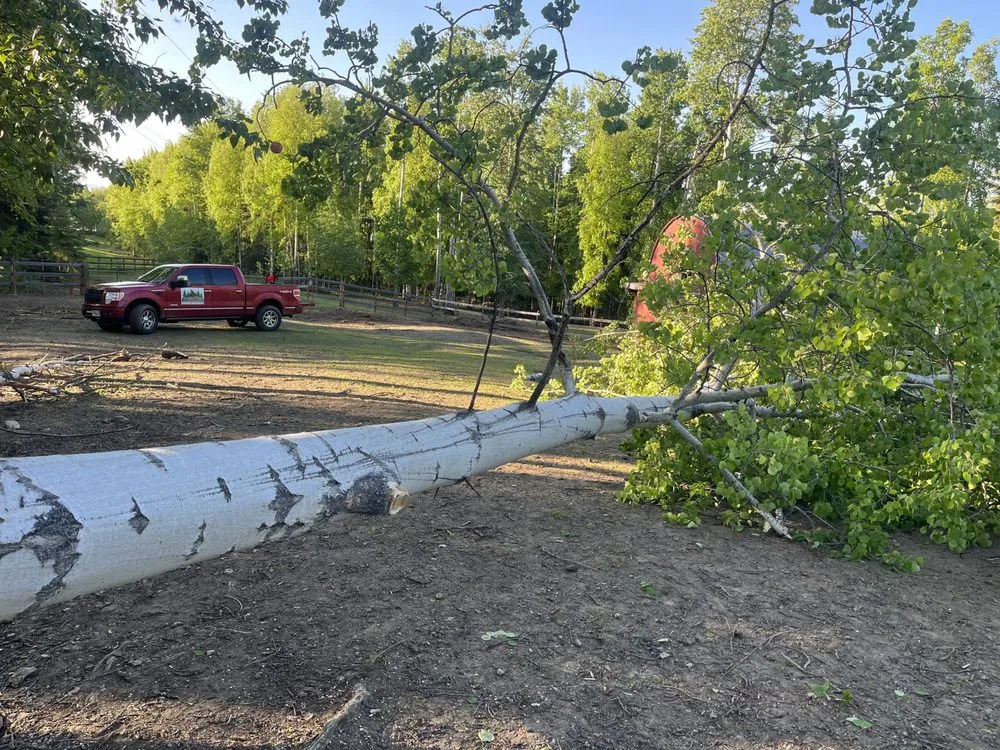 Professional yard cleanup service in Fairbanks, AK - Interior Tree And Landscaping