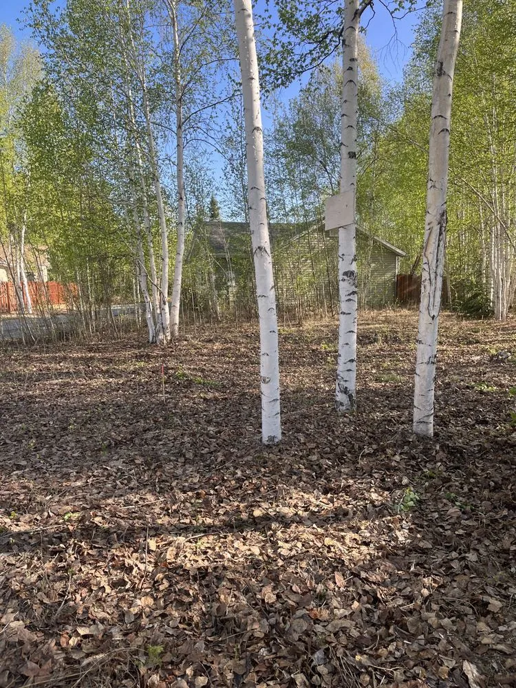 Local landscape installation in Fairbanks, AK - Interior Tree And Landscaping