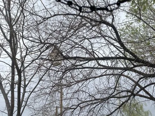 Intermountain Tree Service Logo