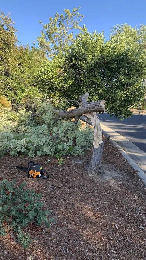 Trusted landscaping services with custom design in Sacramento, CA by International Tree Experts