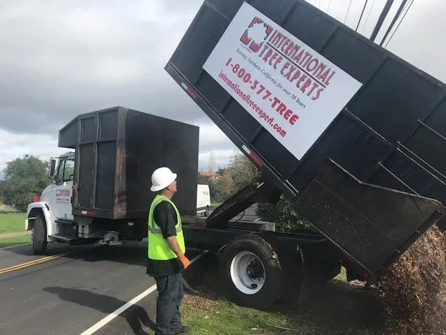 Professional garden landscaping for outdoor upgrades across Sacramento, CA - International Tree Experts