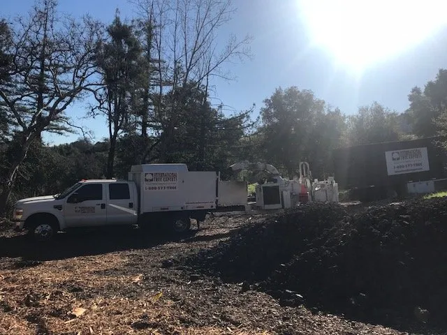 Affordable lawn care service in Sacramento, CA - International Tree Experts