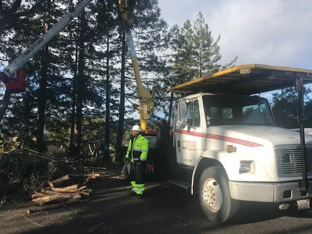 Professional yard maintenance for year-round maintenance in Sacramento, CA by International Tree Experts