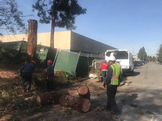 Custom landscaping services experts serving Sacramento, CA - International Tree Experts