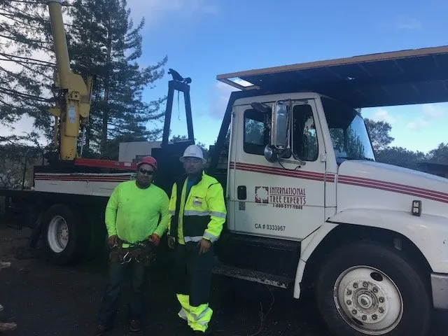 Affordable yard cleanup service for beautiful yards across Sacramento, CA - International Tree Experts