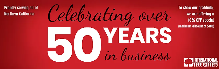 Expert residential landscaping in Sacramento, CA by International Tree Experts